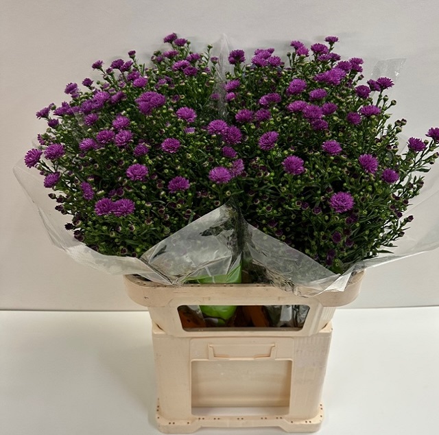 Aster flash.jpg
